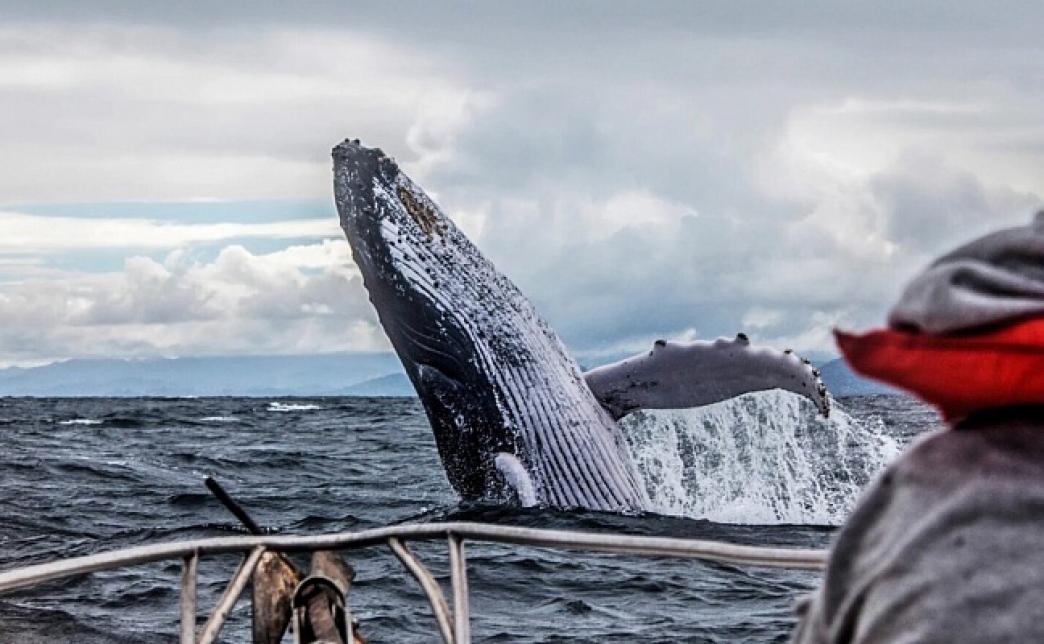 Териберка, киты и северное сияние