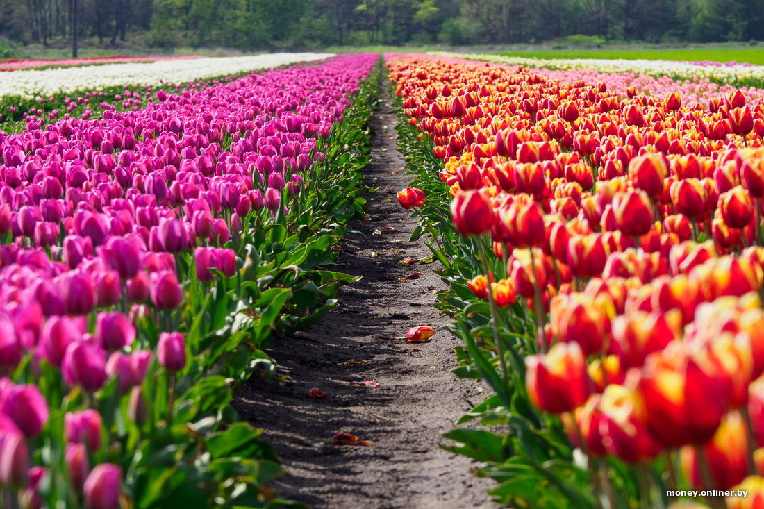 Тюльпановый рай - Коссово - фото 2
