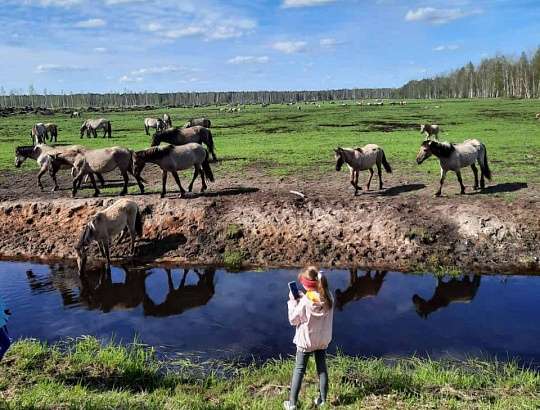 Мирский замок - Налибокская пуща – усадьба/пивоварня «Элагма» - фото 2