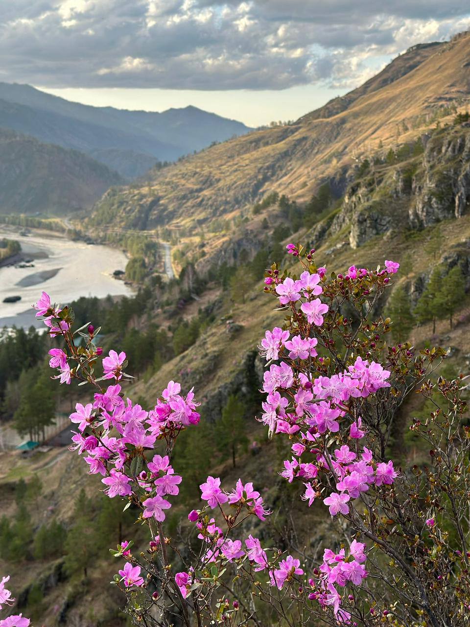 Цветение маральника